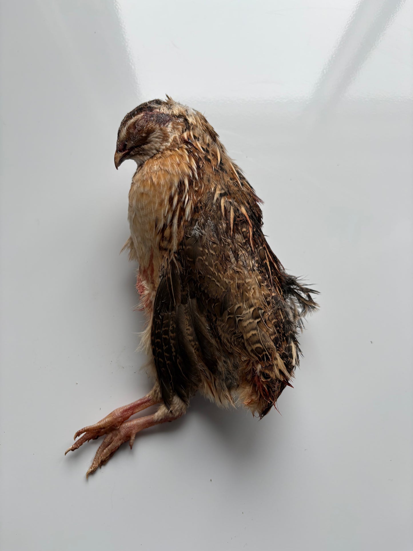 Whole Prey Quail